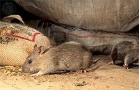 Уничтожение мышей в Волгограде